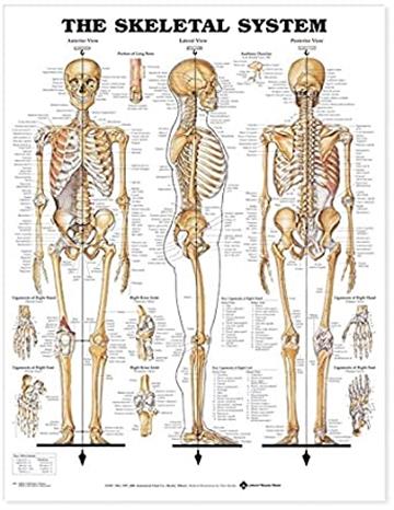 Knjiga The Skeletal System Anatomical Chart autora Anatomical Chart Company izdana  kao  dostupna u Knjižari Znanje.