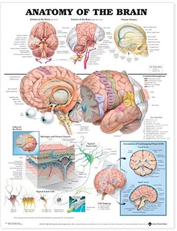 Knjiga Anatomy of the Brain Anatomical Chart autora Anatomical Chart Company izdana  kao  dostupna u Knjižari Znanje.