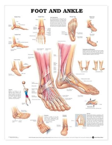 Knjiga Foot and Ankle Anatomical Chart autora Anatomical Chart Company izdana 2004 kao  dostupna u Knjižari Znanje.