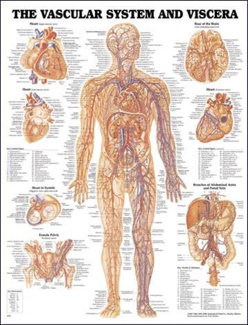 Knjiga Vascular System and Viscera Anatomical Chart autora Anatomical Chart Company izdana  kao  dostupna u Knjižari Znanje.