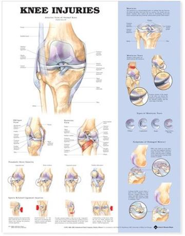 Knjiga Knee Injuries Anatomical Chart autora Anatomical Chart Company izdana 2004 kao  dostupna u Knjižari Znanje.