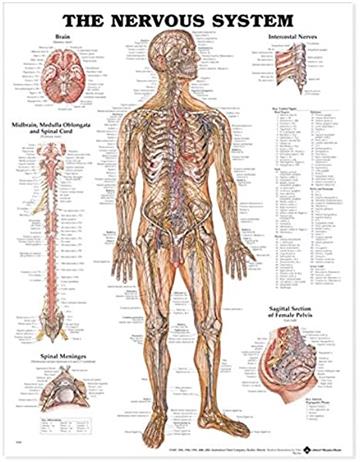 Knjiga The Nervous System Anatomical Chart autora Anatomical Chart Company izdana  kao  dostupna u Knjižari Znanje.