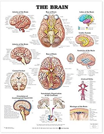 Knjiga The Brain Anatomical Chart autora Anatomical Chart Company izdana 2000 kao  dostupna u Knjižari Znanje.